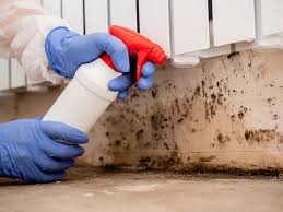 Reliable Pilot Point, TX Mold Remediation Solutions